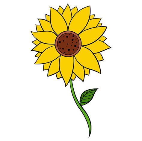 How to Draw a Sunflower - Really Easy Drawing Tutorial