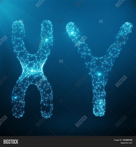 XY-Chromosome Concept Image & Photo (Free Trial) | Bigstock