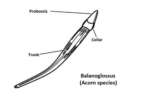 Phylum Hemichordata - Examples and Characteristics