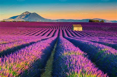 Lavender fields in Provence, France | High-Quality Nature Stock Photos ...