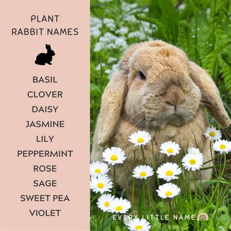 230+ Best Rabbit Names for Your Pet Bunny - Every Little Name