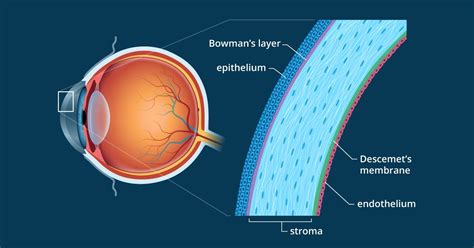 Cornea - Definition and Detailed Illustration