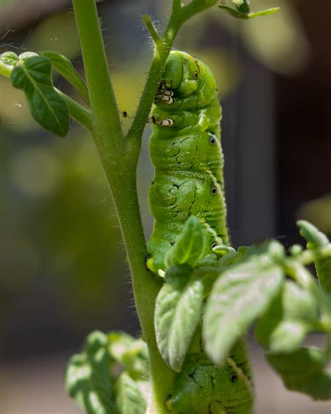 Hornswoggling hornworm | A tomato hornworm (Manduca quinquem… | Flickr