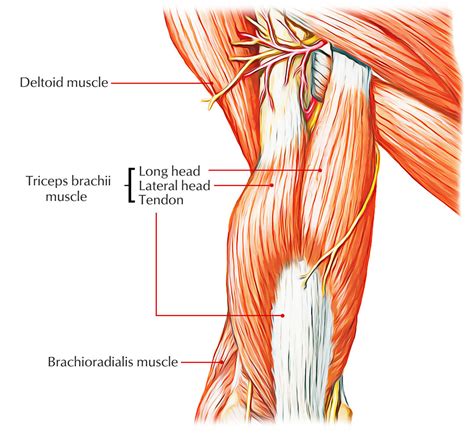 Triceps Brachii – Earth's Lab