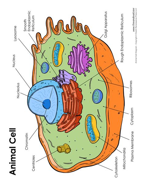 Animal Cell Labeled Diagram With Functions