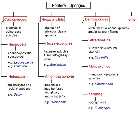 Top 186+ Sponge animal classification - Merkantilaklubben.org