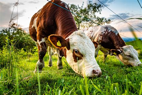 Why should you consider raising your cows on pasture