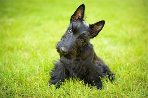 Scottish Terrier: Info, Pictures, Facts & Traits – Dogster