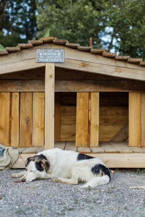 Building a DIY Dog Kennel: An Easy Step-by-Step Guide