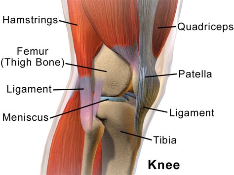 Lateral meniscus - Wikipedia