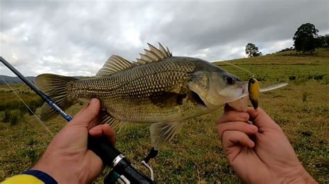 Australian bass fishing – Bass Manager | The Best Bass Fishing Page On ...