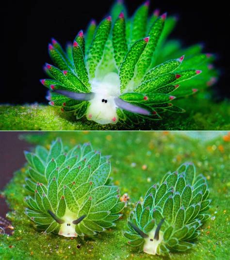 Meet the Leaf Sheep Slug, the only animal that can photosynthesize ...