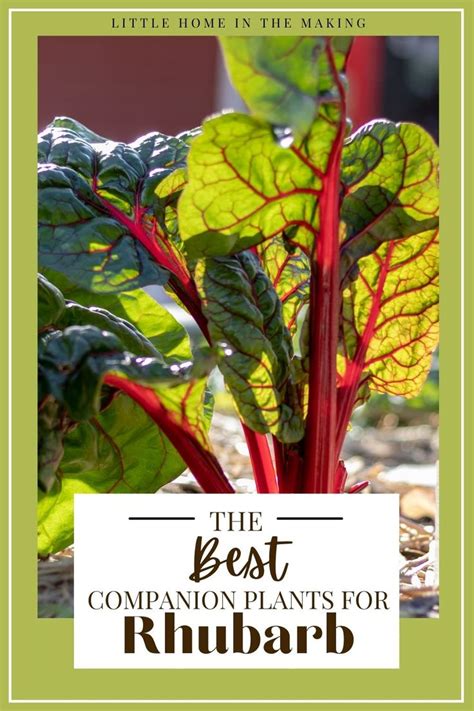 Rhubarb Companion Plants