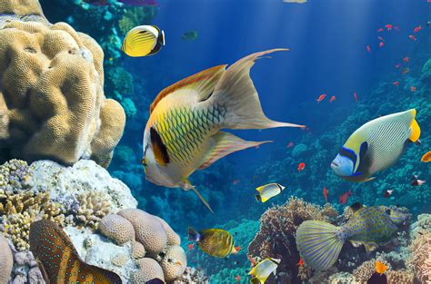 Underwater Coral Reef Wallpaper - WallpaperSafari