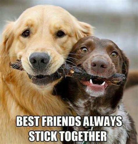 10 of the best dog memes on the web - Dog Lovers Corner