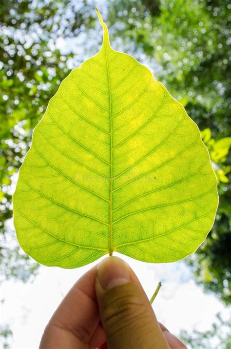 Bodhi leaf stock image. Image of greenish, autumn, garden - 27734043