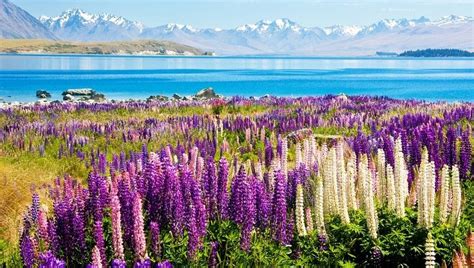 Flowering of Lupins in Lake Tekapo, New Zealand