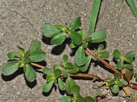 common-purslane.html