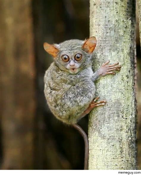 Philippine tarsier - Meme Guy