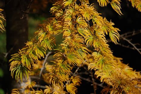 Stunning Fall Color of Golden Larch | What Grows There :: Hugh Conlon ...