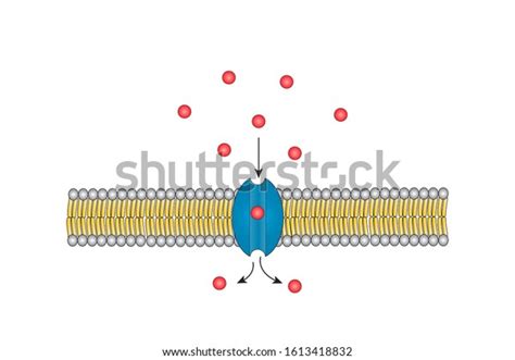 467 Transmembrane Protein Images, Stock Photos & Vectors | Shutterstock