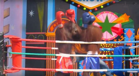 Bangkok Zoo Show Forces Orangutans Into Boxing Ring - The Dodo