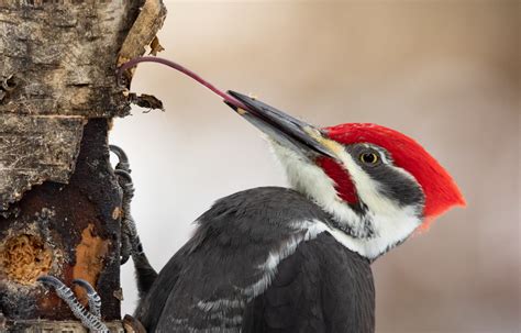 Woodpecker Facts, Types, Classification, Habitat, Diet, Adaptations