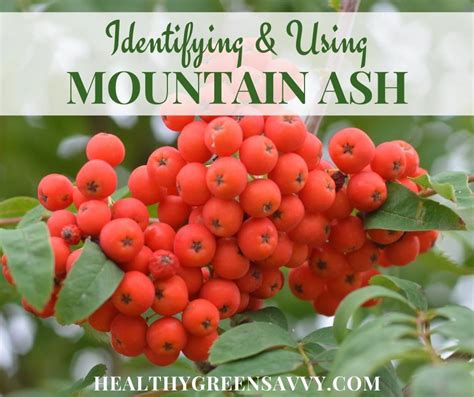 Foraging Mountain Ash Berries {8 Best Uses for Rowanberries}