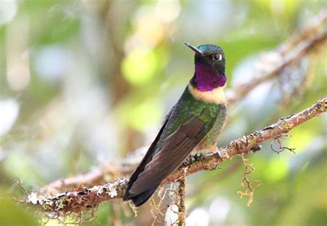 9 Stunning Hummingbirds of Ecuador