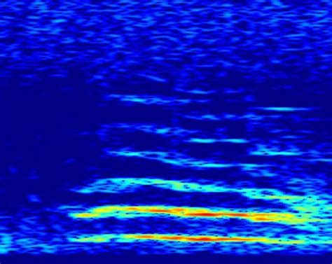 Decoding The Mysteries Of Humpback Whale Songs – Ocean Action Hub