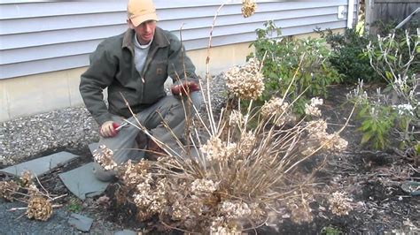 Pruning Hydrangeas Fine Gardening - Hydrangea