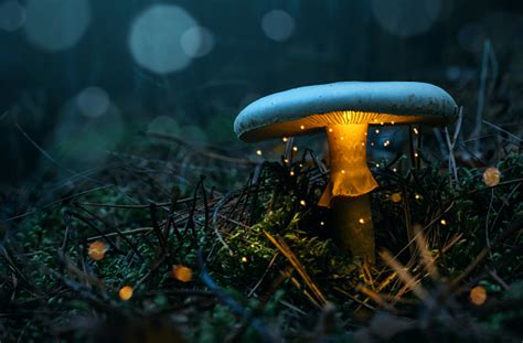 Glowing Mushroom In The Forest Stock Photo - Download Image Now - iStock