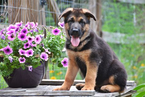 Heritage Hills Ranch - German Shepherd Puppies For Sale In Texas