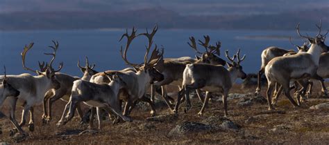 Caribou | WWF-Canada