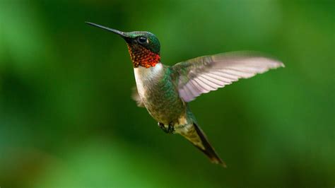 Ruby-Throated Hummingbird Migration