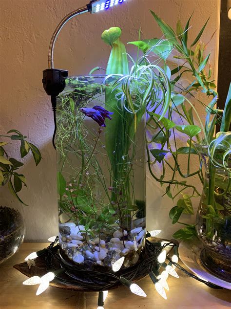 Planted Betta bowl Water Terrarium, Fish Tank Terrarium, Aquarium ...