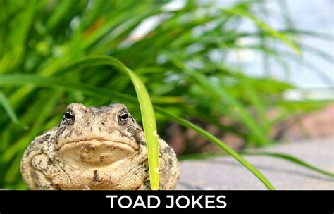 84+ Toad Jokes And Funny Puns - JokoJokes