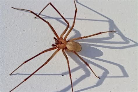 Brown Spider: 9 Spiritual Meanings ( Powerful Signs)