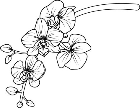 Orchid black and white vector drawing 29136425 Vector Art at Vecteezy