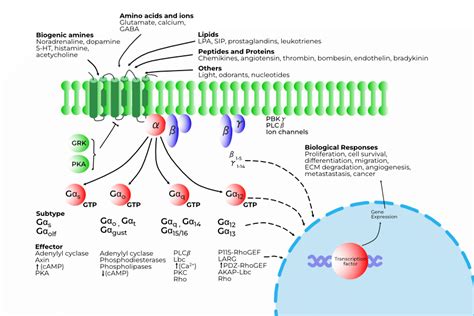 GPCR Signaling-Pathway, Receptor, & Regulation