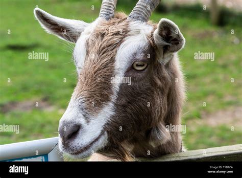 Toggenburg Goat : Goat Breeds Toggenburg Goats : These natural ...