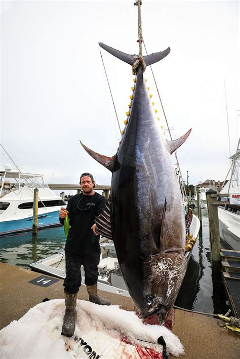 Gigantic 700-pound bluefin tuna caught for potential new state record ...