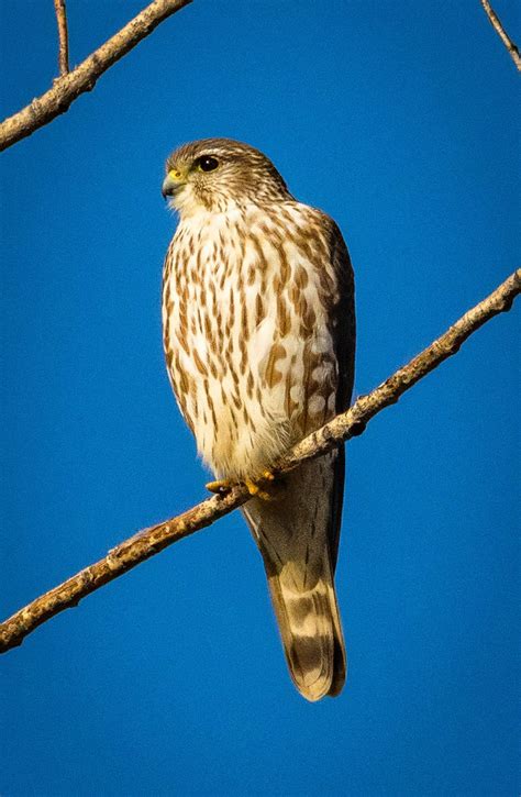 Merlin (U.S. National Park Service)