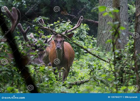 Red Deer with Antlers. Velvet Covers a Growing Antler Stock Image ...