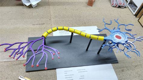 Neurona Maqueta en 2023 | Proyectos de ciencia para niños, Maquetas de ...