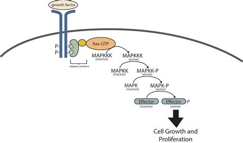 Receptor Tyrosine Kinase Pathway