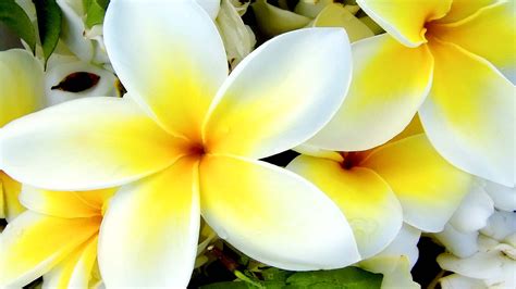 🔥 [50+] Tropical Flower Wallpapers | WallpaperSafari