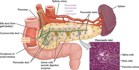 5+ Pancreas Diagram Labeled - ElaitaMarina