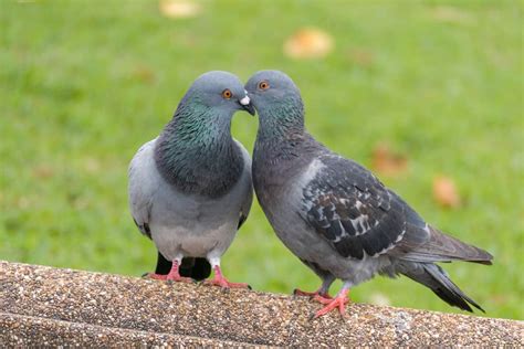 What Does It Mean When You See Two Grey Doves? (10 Spiritual Meanings)