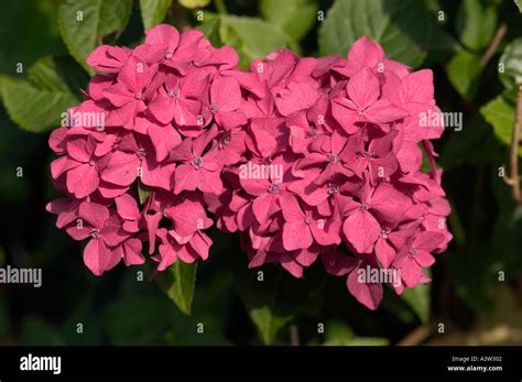 hydrangea Hydrangea arborescens Stock Photo - Alamy